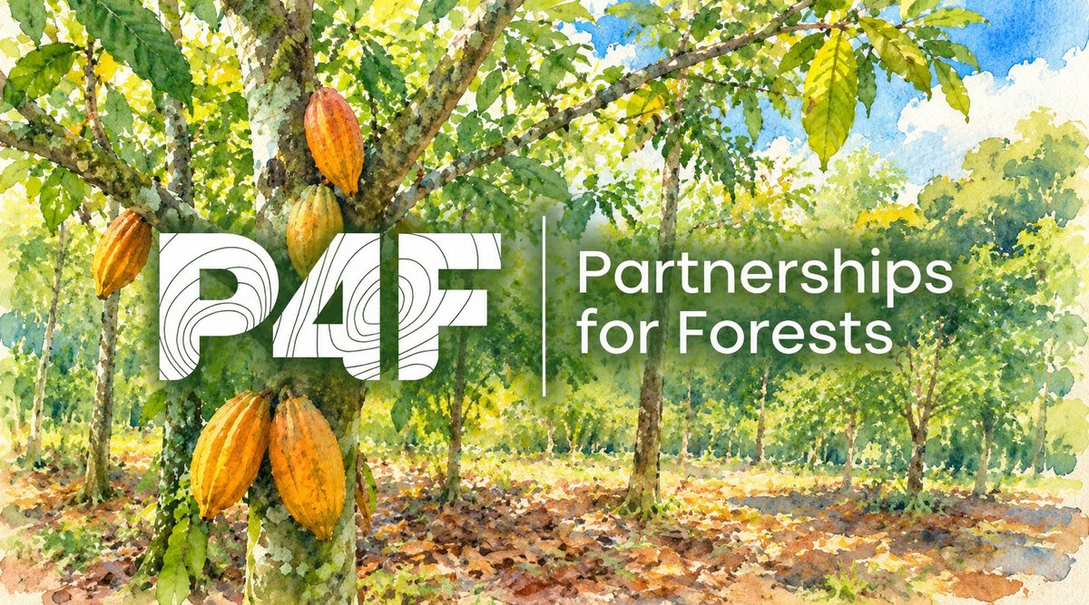 Aquarela: cacaueiros com frutos amarelos e laranja, com o logotipo Partnerships for Forests (P4F) sobre a imagem.